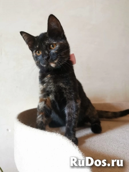 Ласковая 4 мес малышка Шуня в добрые руки фотка