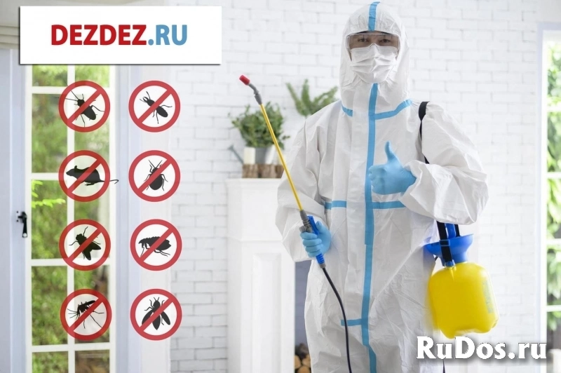 Профессиональная дезинсекция, дератизация и дезинфекция в Санкт-Петербурге фото