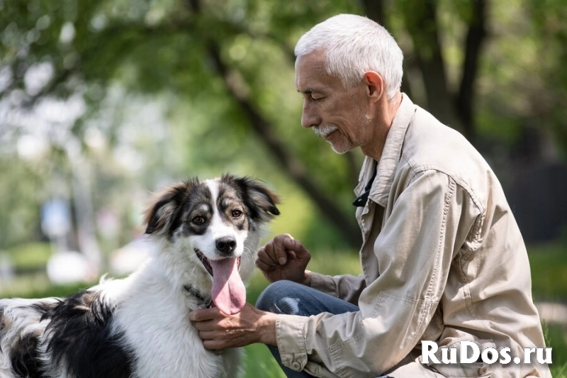 Знакомьтесь – наш замечательный пёс Левушка, который мечтает о любящей семье! изображение 8