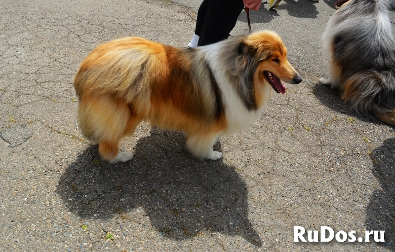 Качественные фото домашних любимцев изображение 5