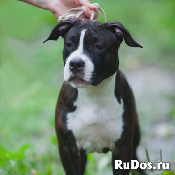 Шикарные щенки Амстаффа ркф изображение 10