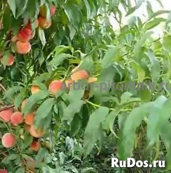 Саженцы персиков, персики в горшках из питомника и интернет магаз изображение 7