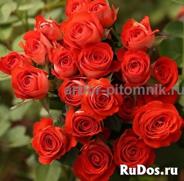 , купить растения изображение 3