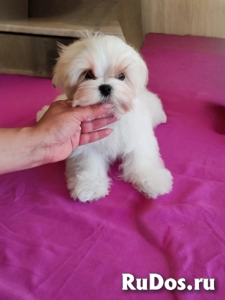 Мальтезе, отличная родословная фото