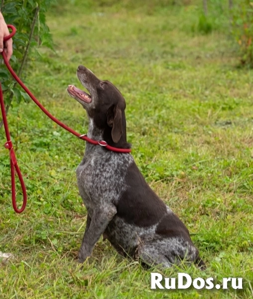 Курцхаар Лея ищет дом! изображение 5