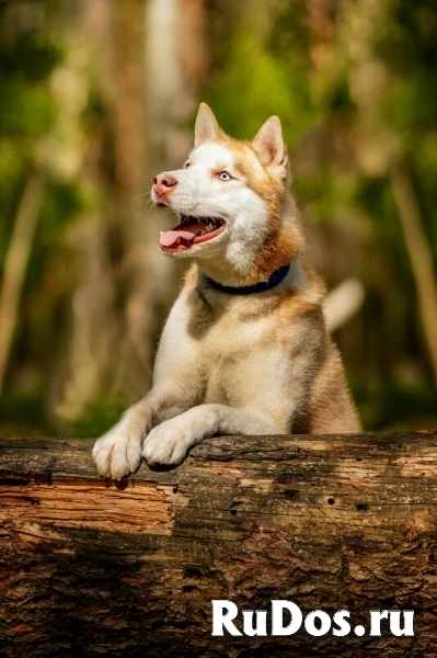 Красавчик хаски Харт в добрые руки изображение 8