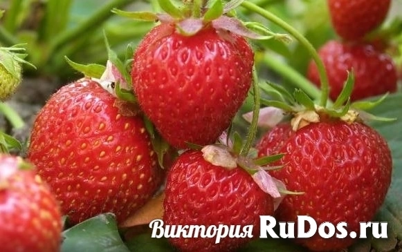 ЛПХ Всеволожский плодопитомник изображение 5