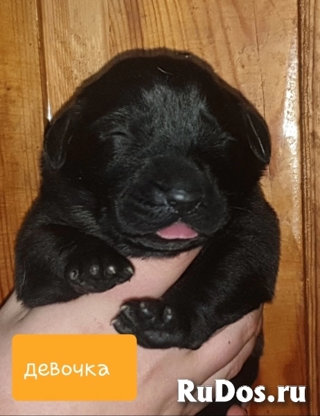 Породные щенки Алабая (САО) изображение 3