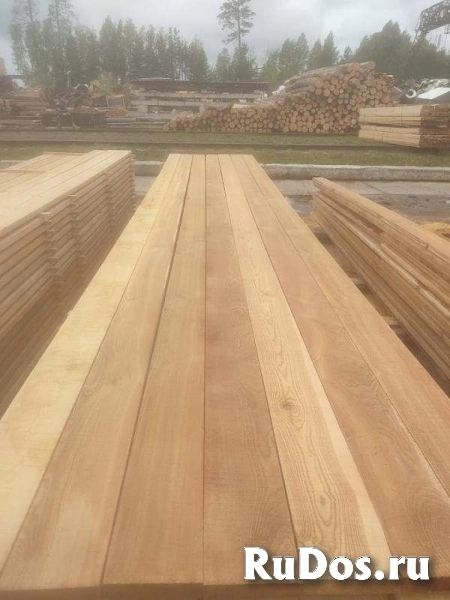 Кедр, лиственница, хвоя, береза продажа оптом. изображение 6