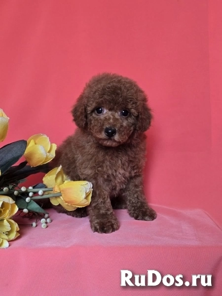 Красный той-пудель/миниатюрный пудель фотка