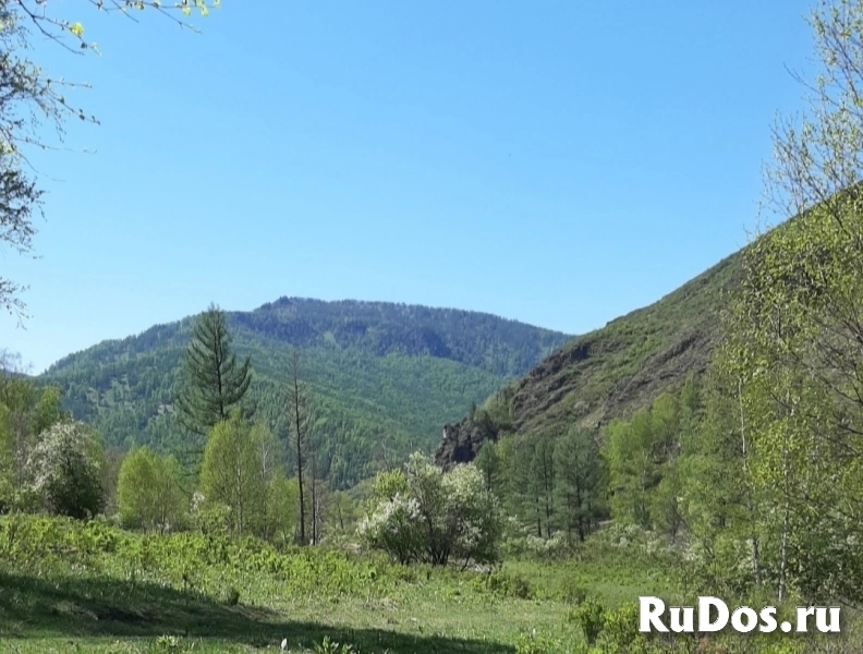 Участок 1 га на Алтае в горах у речки, в дали от цивилизации изображение 3