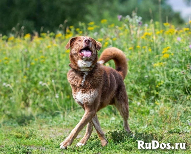 Молодой весёлый Барни в добрые руки! изображение 4