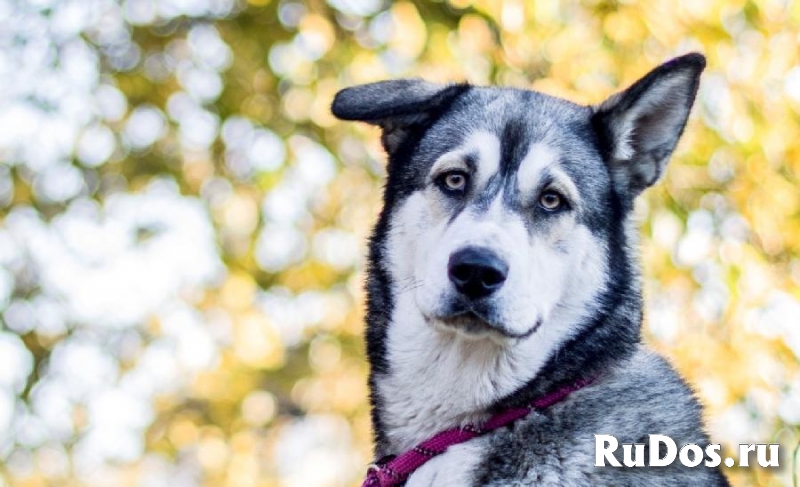 Ищет дом Красавица и Умница – НОЛА, что значит Победительница! фотка