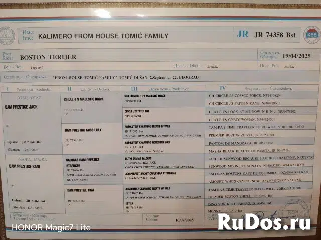 Бостон-терьер, кобель для вязки изображение 3