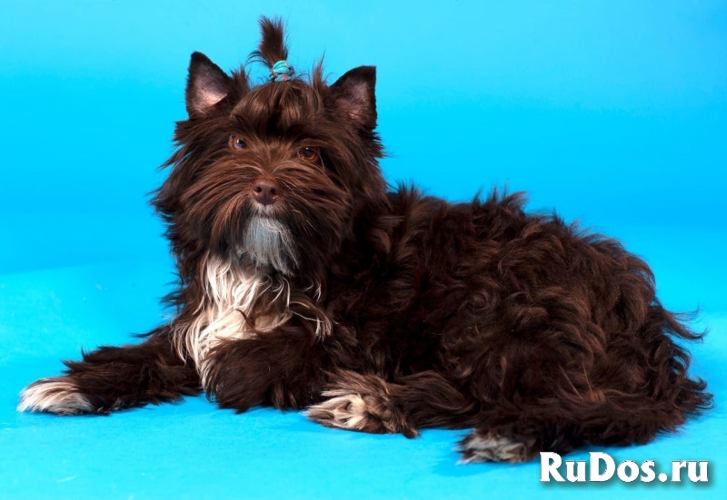 Щенок Йоркширского терьера (мальчик) фото