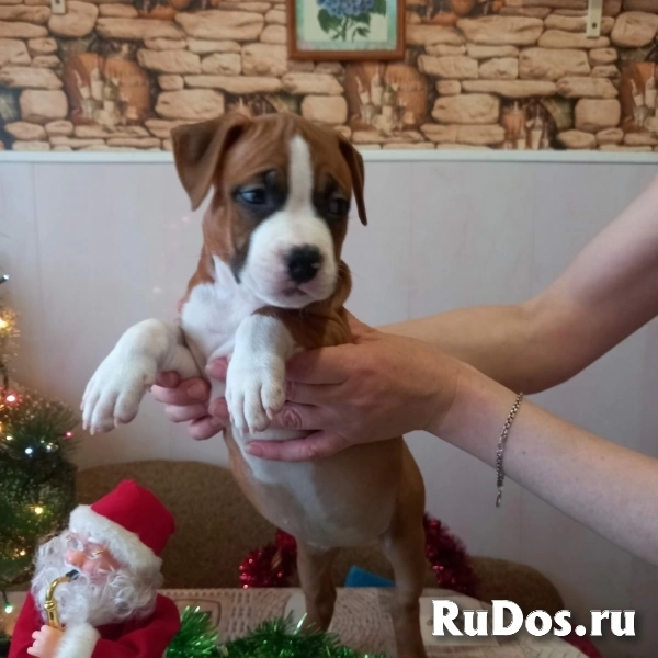 Рыжие малыши Амстаффтерьера    ркф фотка