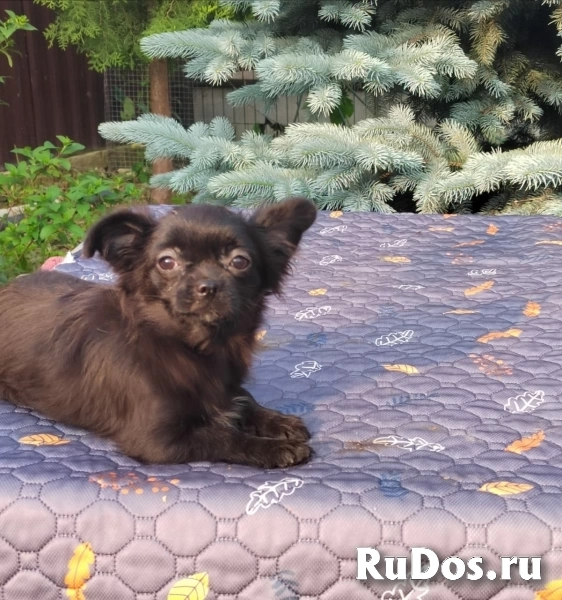 Гламурные щенки Чихуахуа изображение 5