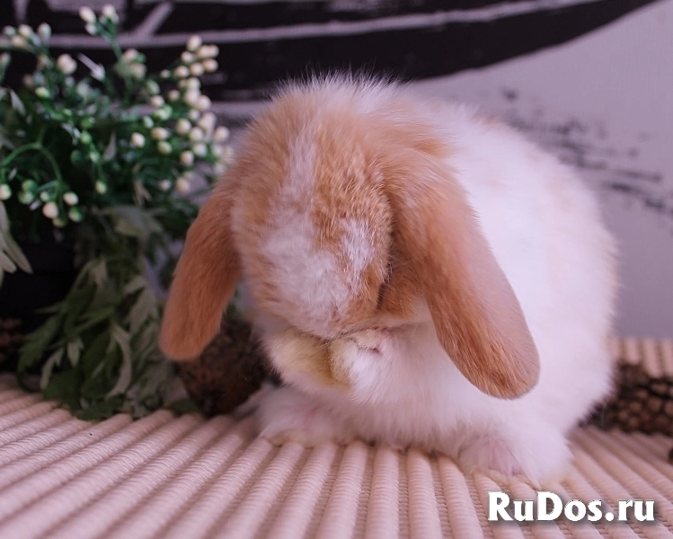 Карликовые вислоухие крольчата изображение 4