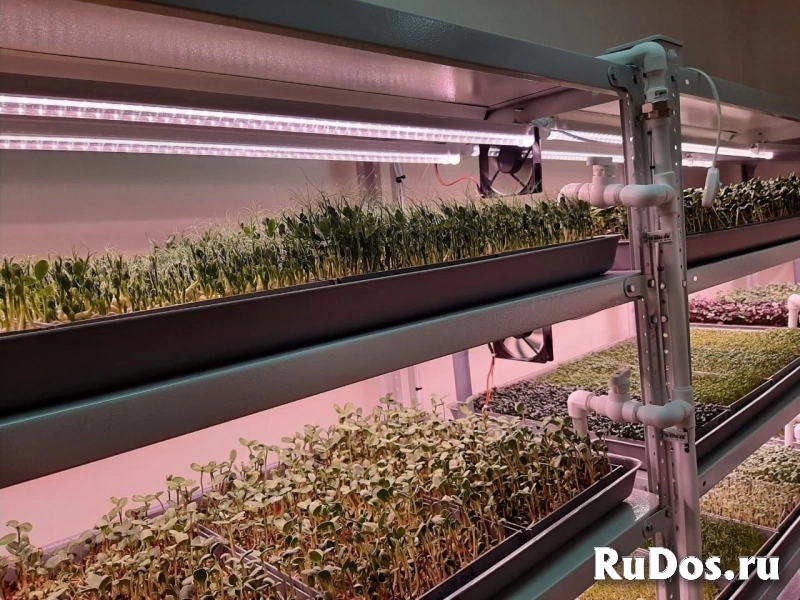 Микрозелень изображение 3