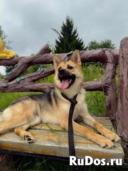 Нежная, дружелюбная Айна в добрые руки! изображение 3