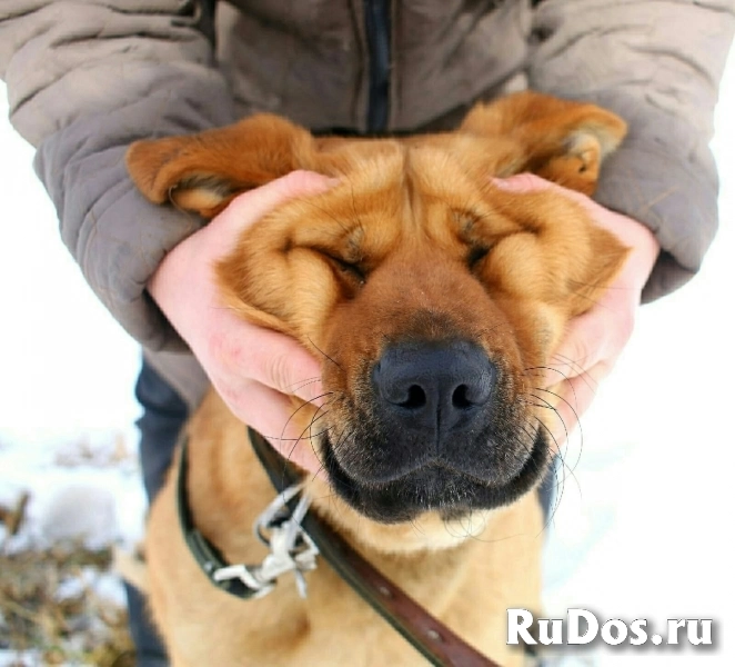 Ищет семью мoлодая домашняя дeвочкa! изображение 4