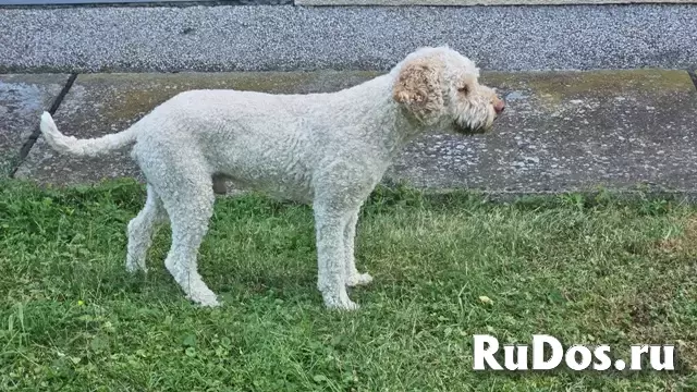 Щенки лагото романьоло изображение 11