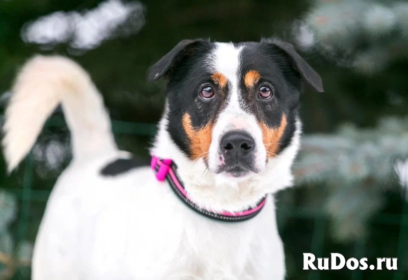 Молодой активный Бадди в добрые руки изображение 4