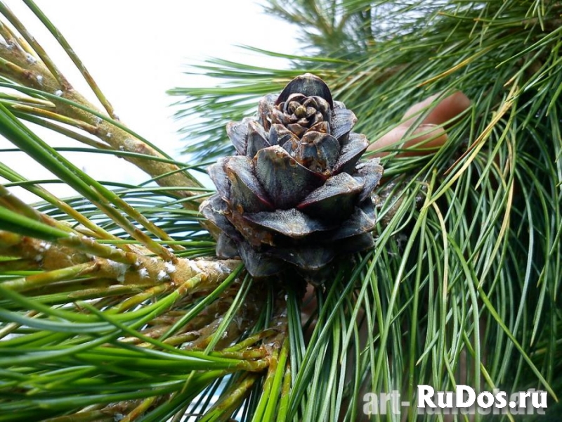 Новогодние деревья АРТ-Ландшафт фото