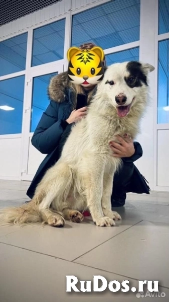 Замечательный мальчик Самсон в добрые руки! фотка