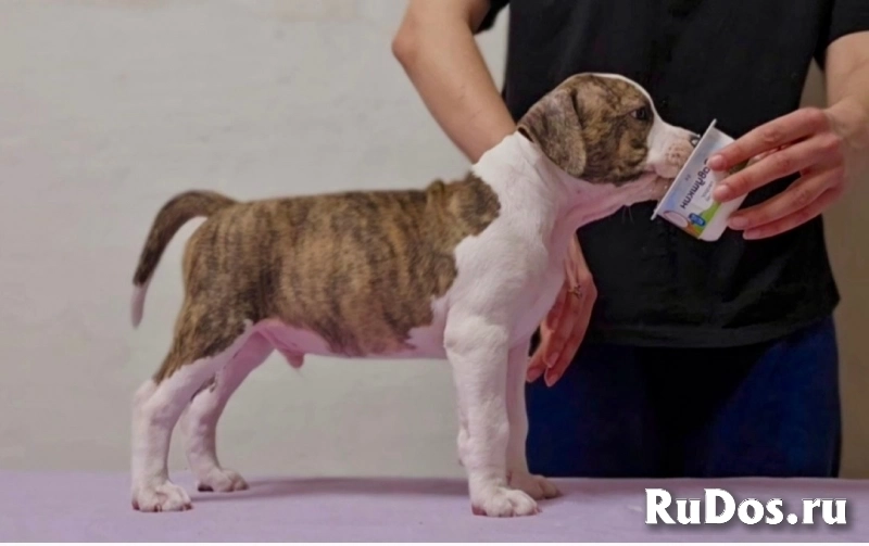 Красивые Щенки Амстаффтерьера ркф изображение 9