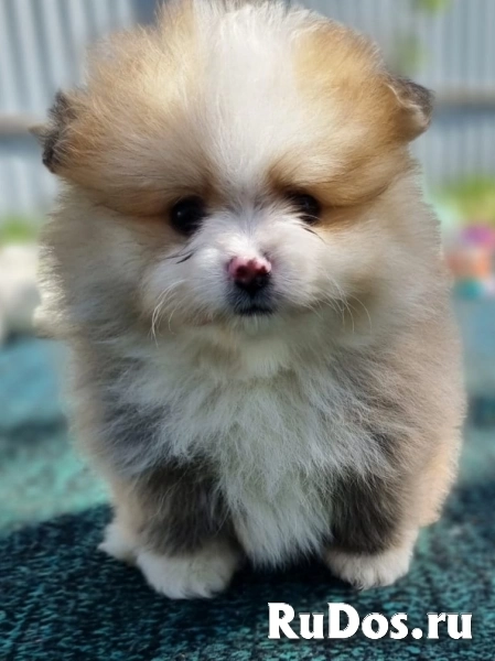 Щенок фото