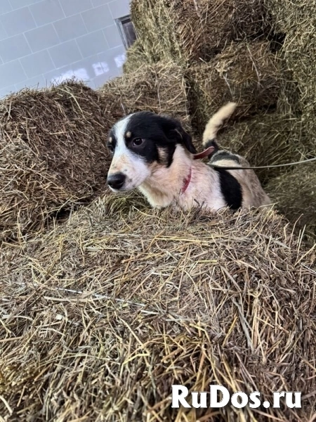 Ищут дом подросшие щенки. изображение 4