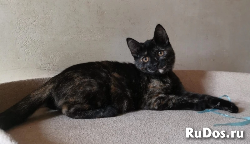 Ласковая 4 мес малышка Шуня в добрые руки изображение 3