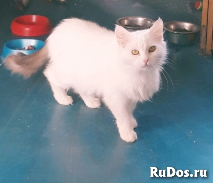 Очень красивая и пушистая кошечка Ника! изображение 3