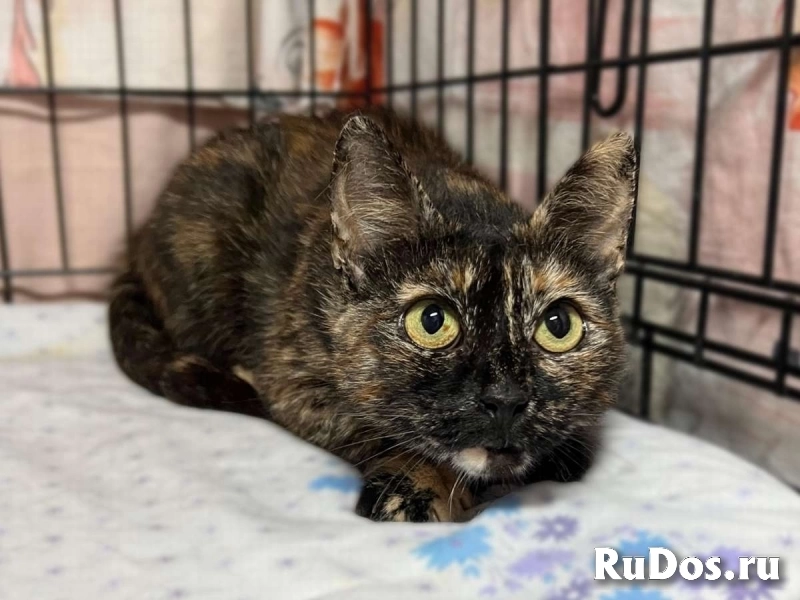 В добрые руки черепаховая кошечка Муся! изображение 3