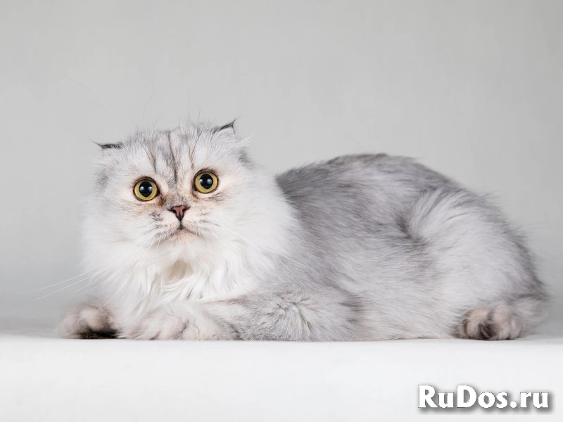 Красавица Айси – пушистая вислоушка. изображение 4