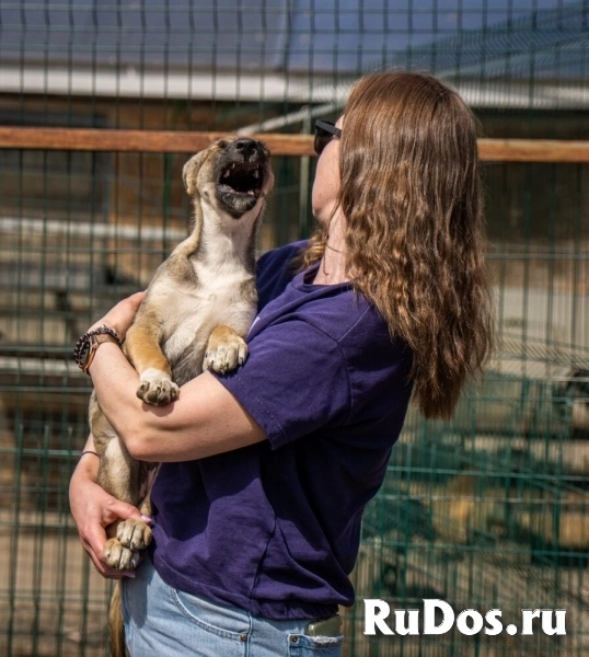 Маленькая красавица Хильда в самые добрые руки! фотка