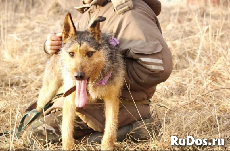 Джо и Ася ищут хоязяина изображение 8