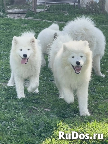 Шикарные щенки Самоедской лайки 5, 5 месяцев ркф изображение 5