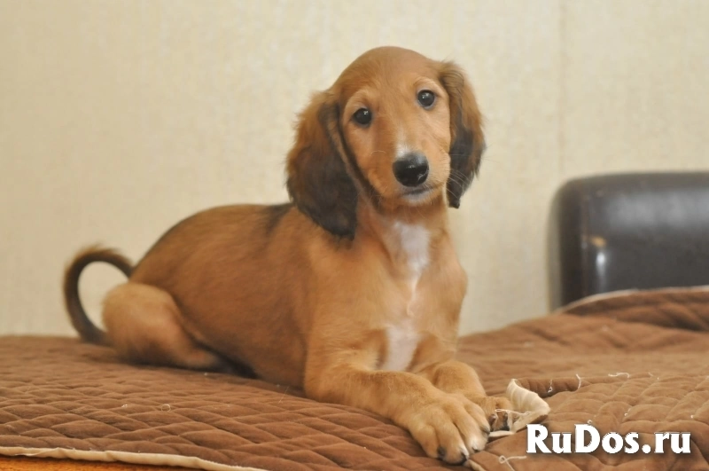 Чудесные щенки Восточной борзой. Тазы. изображение 7