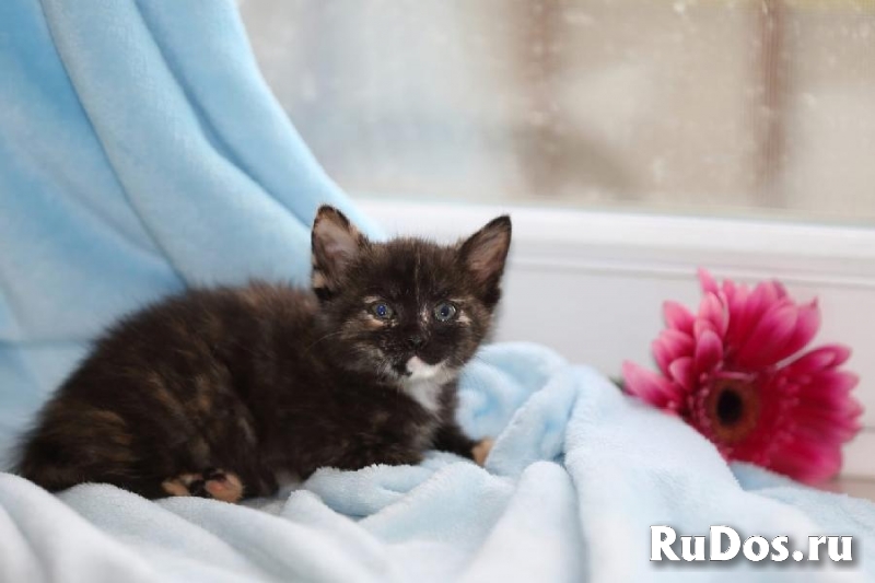 Ищем семью 2-х месячной трёхцветной кошечке. изображение 5