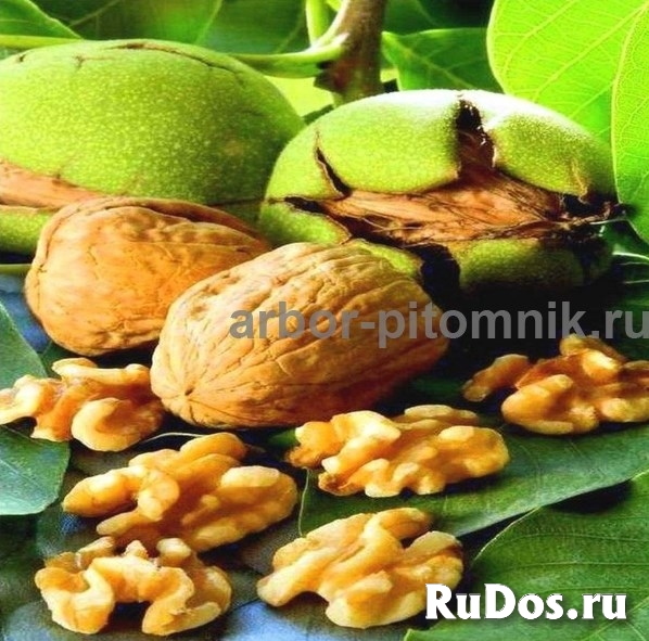 Саженцы и крупномеры ореха в Москве с доставкой и посадкой, расте изображение 4