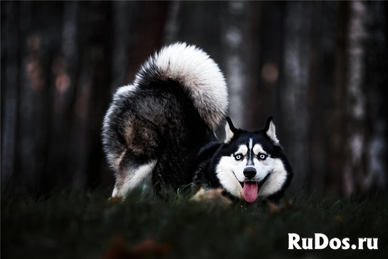 Хаски Конор в добрые руки изображение 3