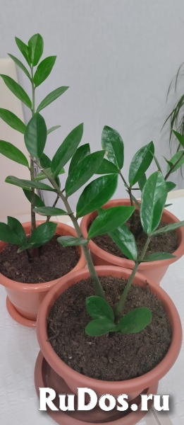 Комнатные цветы изображение 4