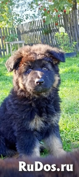 щенки немецкой овчарки фото