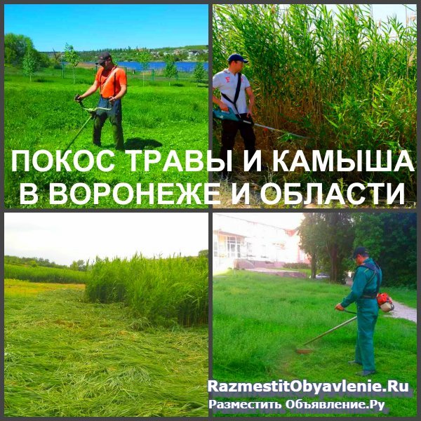 Покос травы Воронеж, косить траву в Воронеже изображение 3