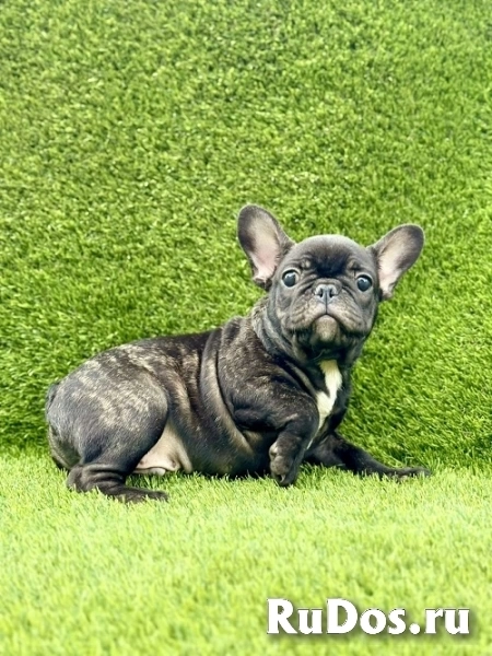 Французский бульдог изображение 3