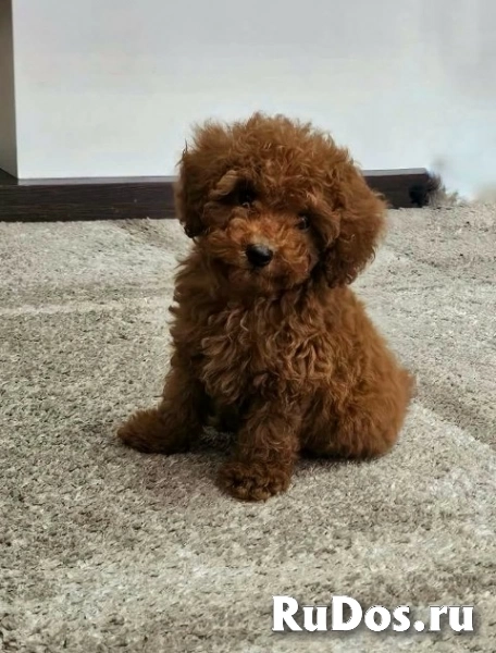 Щенки той-пуделя изображение 3