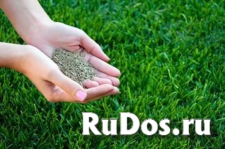 Посев газона. Укладка рулонного газона фотка