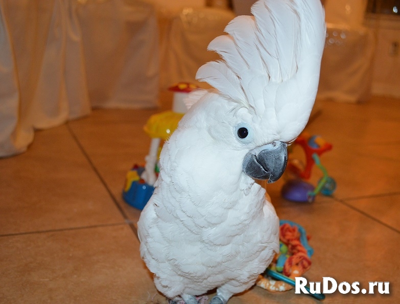 Белохохлый какаду - ручные птенцы из питомника фото